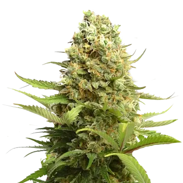 Banana Kush cannabisplant