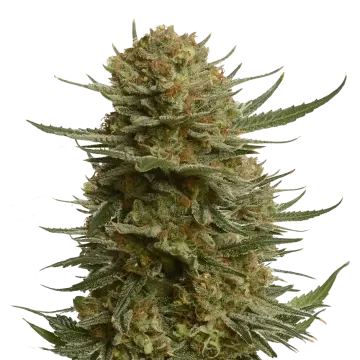 Berner's Cookies cannabisplant