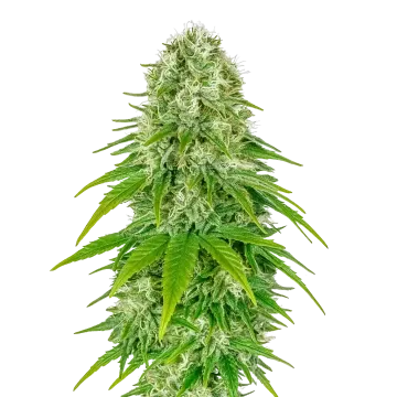 Big Bud Auto