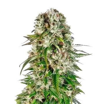 Big Bud cannabisplant