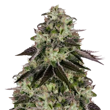 Biscotti cannabisplant