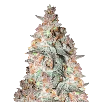 Black Cherry Soda cannabisplant