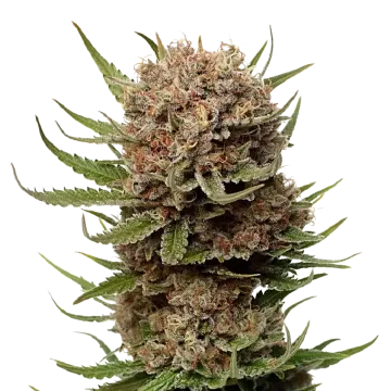 Black Domina cannabisplant