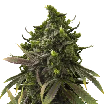 Black Jack cannabisplant