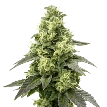 Black Widow Auto cannabisplant