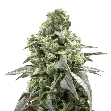 Black Widow cannabisplant
