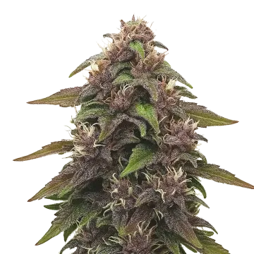 Blackberry Kush Auto cannabisplant