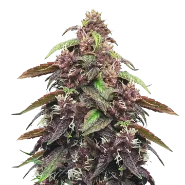 Blackberry Kush cannabisplant
