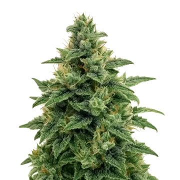 Blue Amnesia Auto cannabisplant
