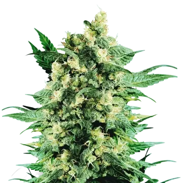 Blue Cookies cannabisplant