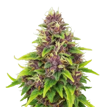 Blueberry Auto cannabisplant