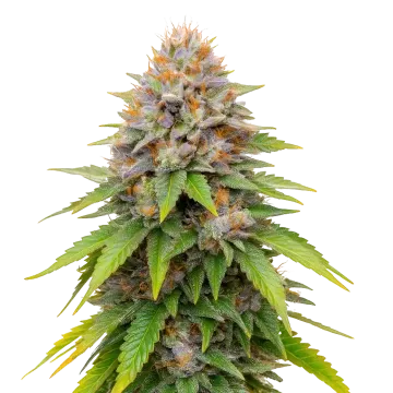 Blueberry Muffin cannabisplant