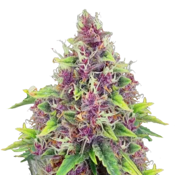 Blueberry cannabisplant