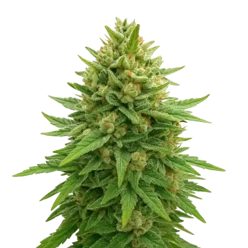 Bubba Kush Auto cannabisplant