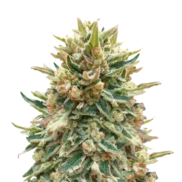 Bubba Kush cannabisplant
