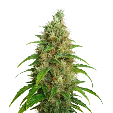Bubblegum Auto cannabisplant