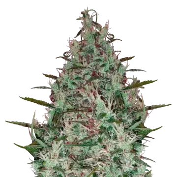 Canadian Haze cannabisplant