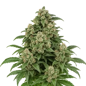 Cap Junky Auto cannabisplant