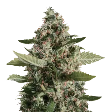 CBD Candida cannabisplant
