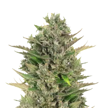 CBD Critical Mass cannabisplant