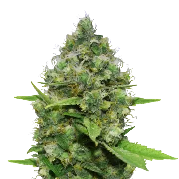 Diesel CBD cannabisplant