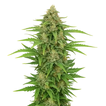 CBD Kush Auto cannabisplant