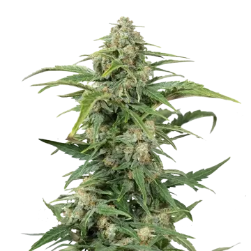 CBD Kush cannabisplant
