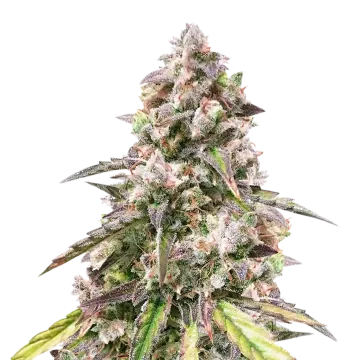 CBD Mango cannabisplant