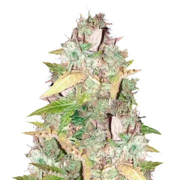 CBD Sugar cannabisplant