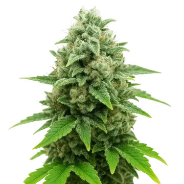 CBD White Widow Auto cannabisplant
