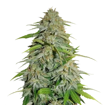 CBD Zenergy cannabisplant