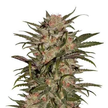 CBD Zkittlez cannabisplant
