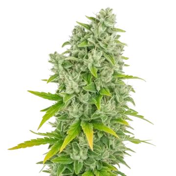 CBG Citrus Nectar Auto cannabisplant
