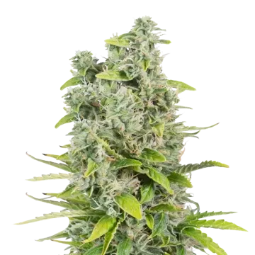 CBG Citrus Nectar cannabisplant