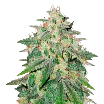 Cereal Milk cannabisplant