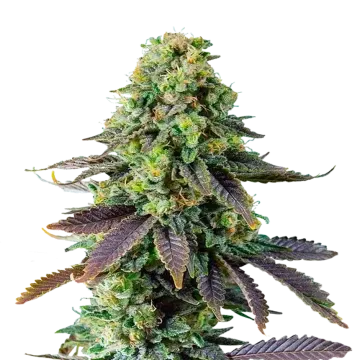 Chemdawg cannabisplant