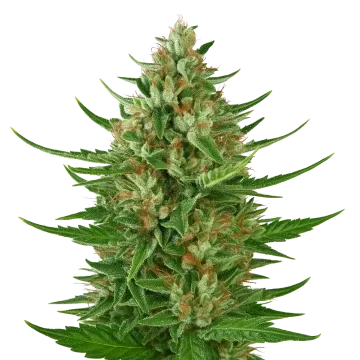 Cherry AK Auto cannabisplant