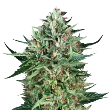 Cherry AK cannabisplant