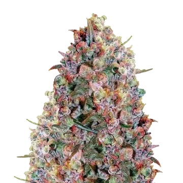 Cherry Pie cannabisplant