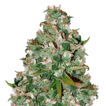 Chocolate Thai cannabisplant
