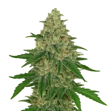Chocolope Auto cannabisplant