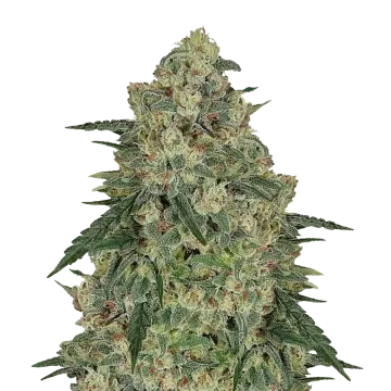 Chocolope cannabisplant