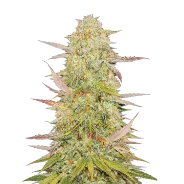 Chronic cannabisplant