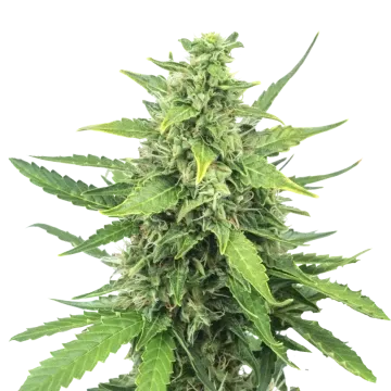 Cinderella 99 cannabisplant