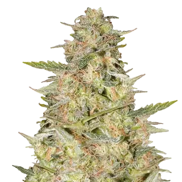 Colombian Gold