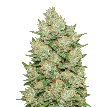 Cookies and Cream Auto cannabisplant