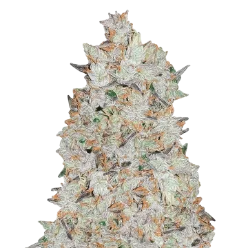 Cookies and Cream cannabisplant
