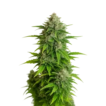 Critical Auto cannabisplant