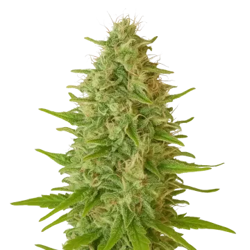 Critical Jack Auto cannabisplant