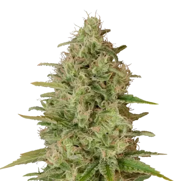Critical Jack cannabisplant